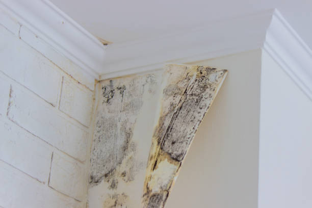 Local water damage restoration in Homewood, IL